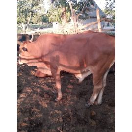 Special Cross-Breed Ox