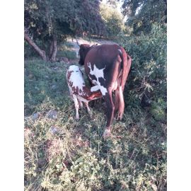 Cow and Calf 