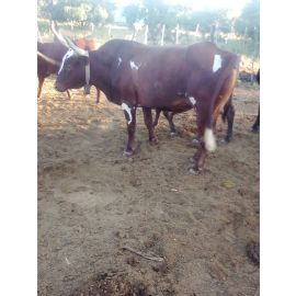 Hybrid OX