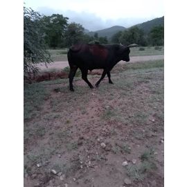 OX